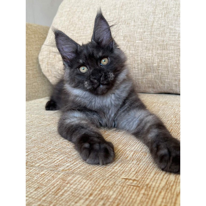 Maine Coon NOV Atlantic