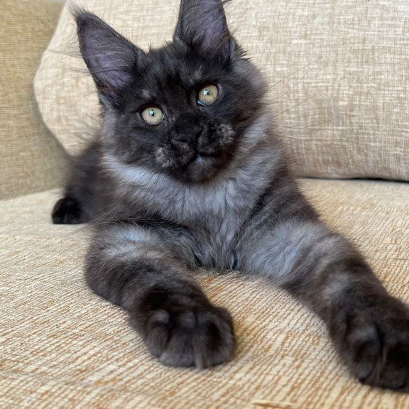 Maine Coon NOV Atlantic