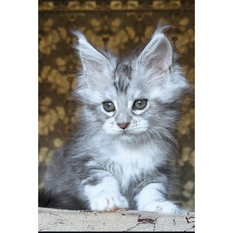 Maine Coon NOV Inneta