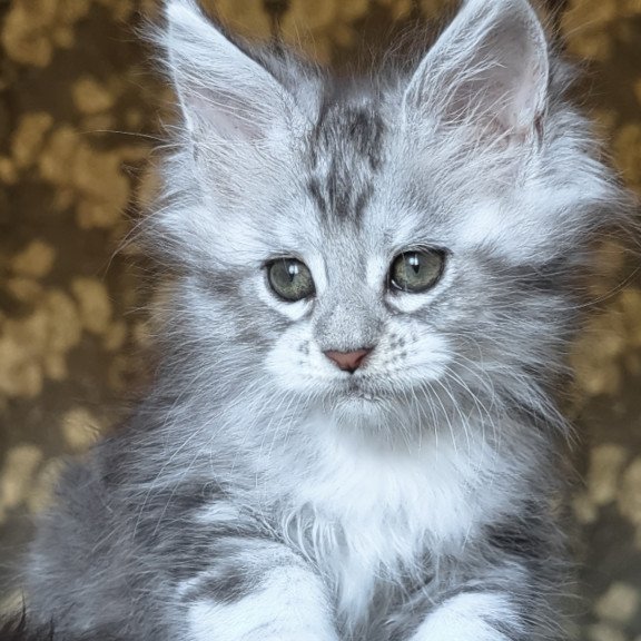 Maine Coon NOV Inneta