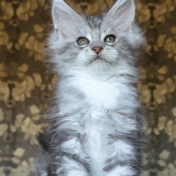 Maine Coon NOV Inneta