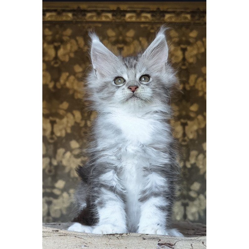 Maine Coon NOV Inneta
