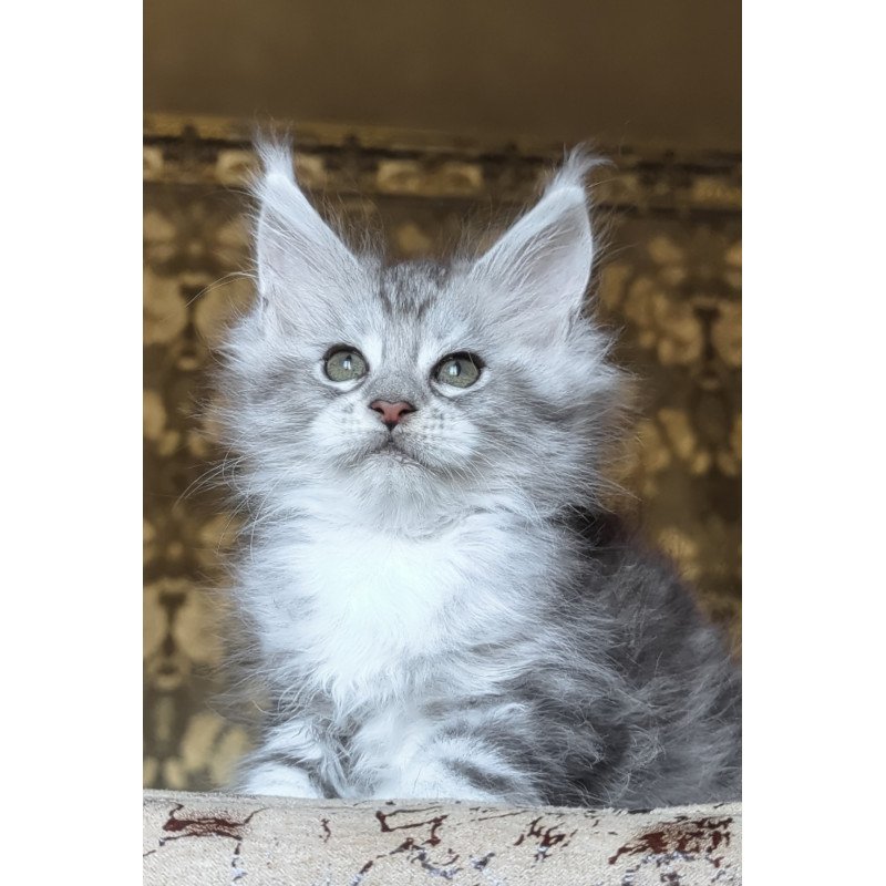 Maine Coon NOV Inneta