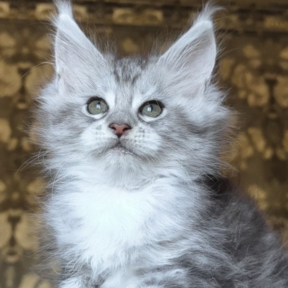 Maine Coon NOV Inneta