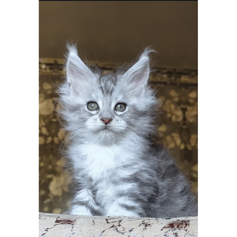 Maine Coon NOV Inneta