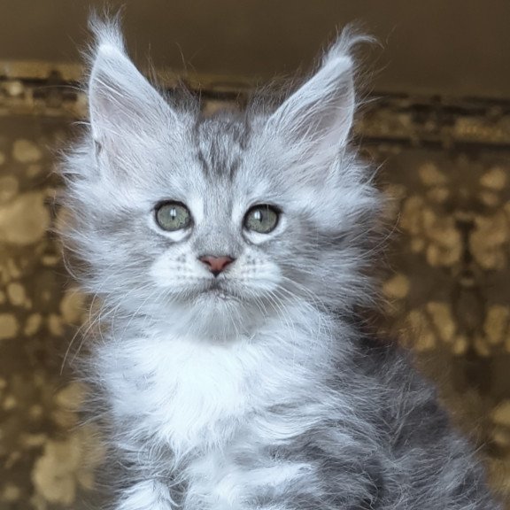 Maine Coon NOV Inneta