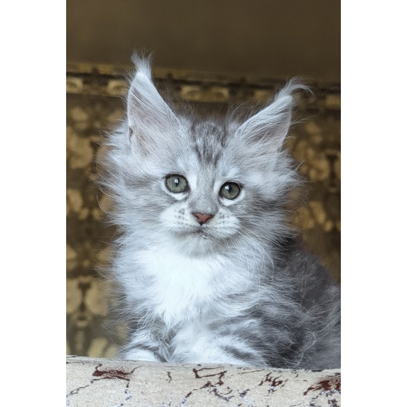 Maine Coon NOV Inneta