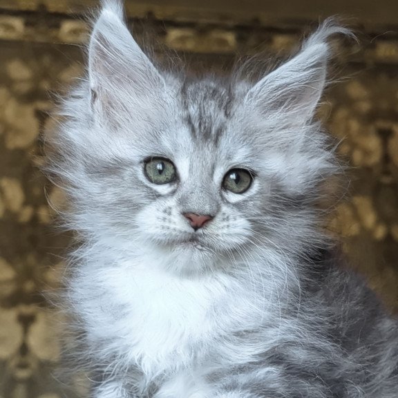 Maine Coon NOV Inneta
