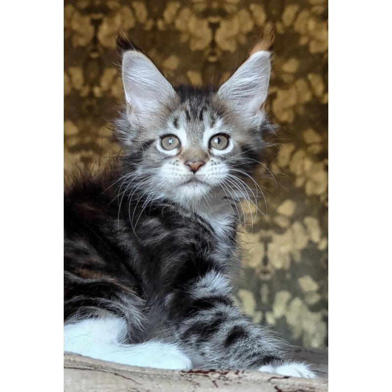 Maine Coon NOV Irish