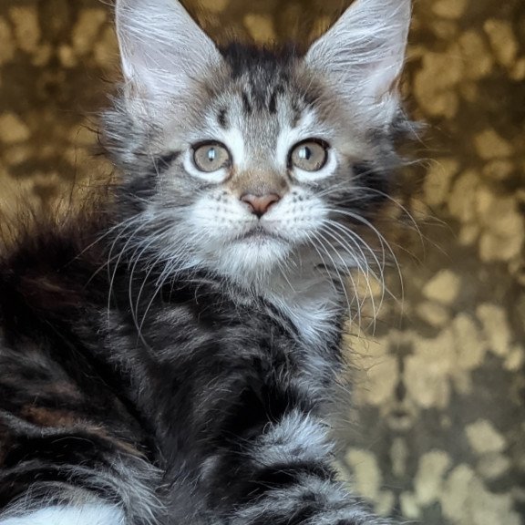Maine Coon NOV Irish