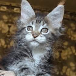 Maine Coon NOV Irish
