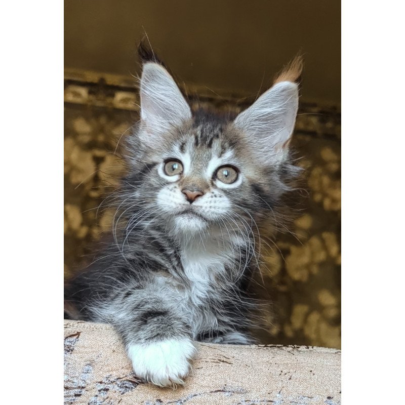 Maine Coon NOV Irish