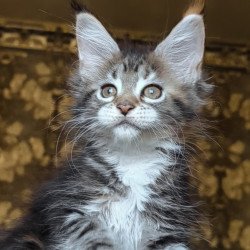 Maine Coon NOV Irish