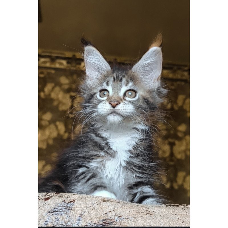 Maine Coon NOV Irish