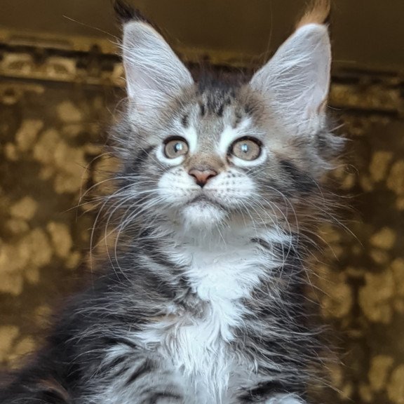 Maine Coon NOV Irish