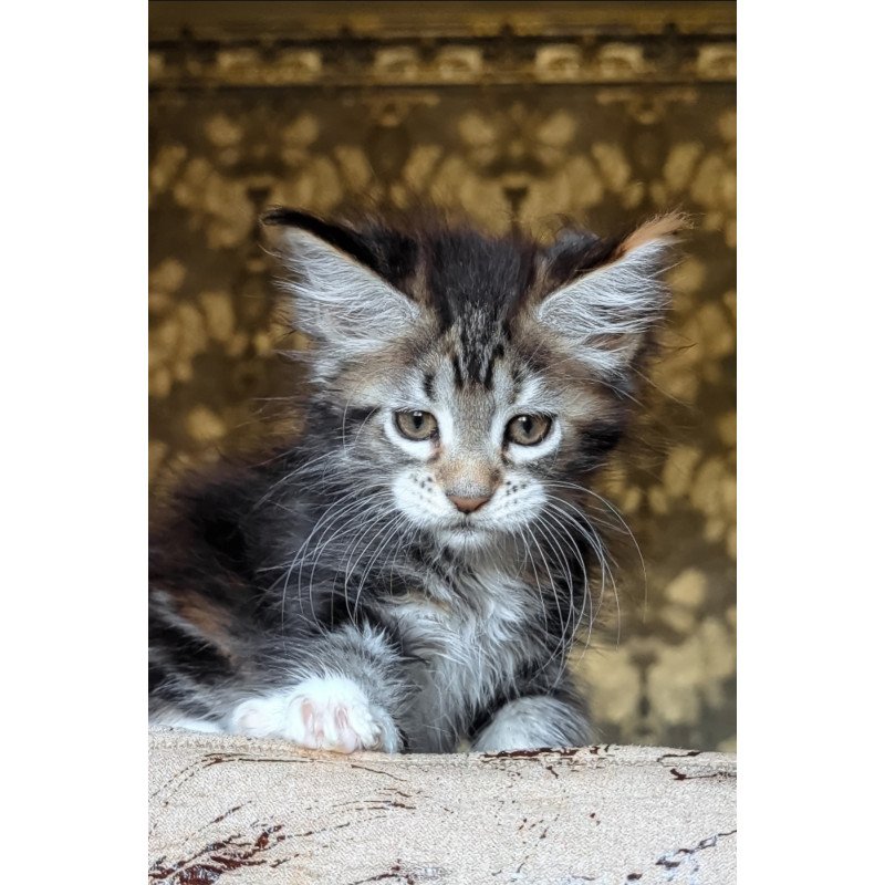 Maine Coon NOV Irish