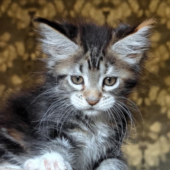 Maine Coon NOV Irish