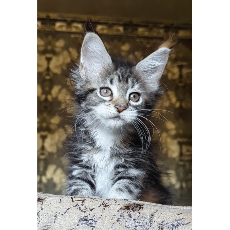 Maine Coon NOV Irish