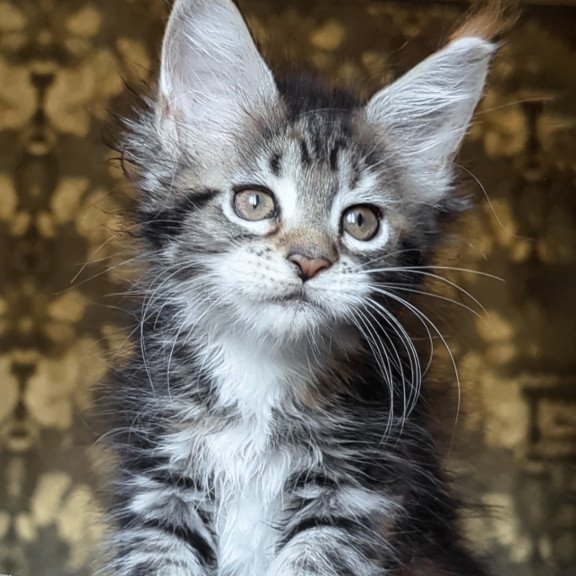 Maine Coon NOV Irish