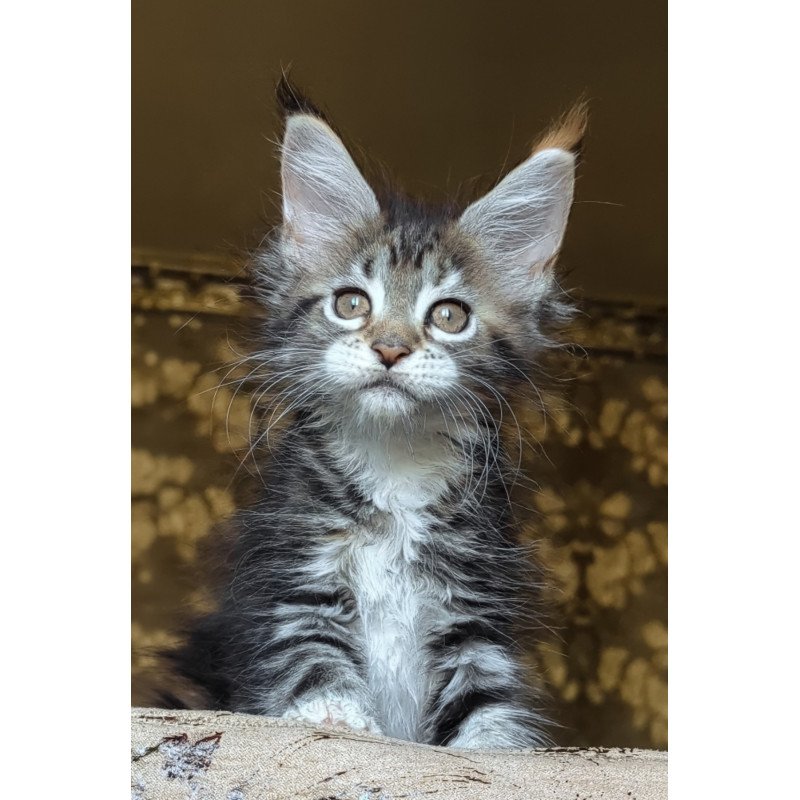 Maine Coon NOV Irish