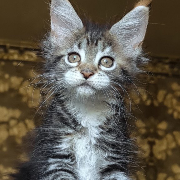 Maine Coon NOV Irish