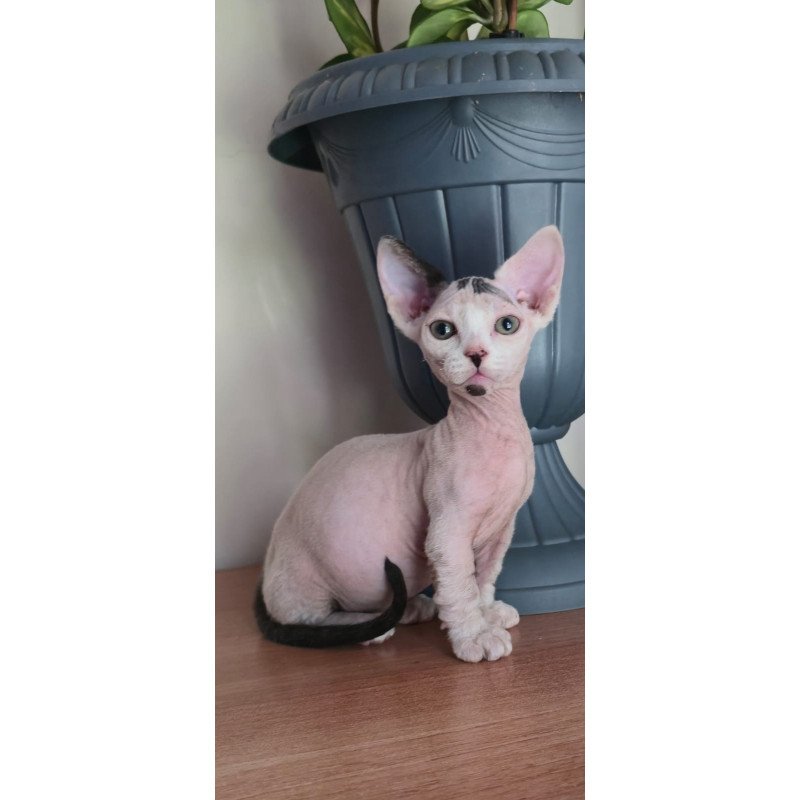 Minskin NOV Agata