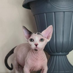 Minskin NOV Agata
