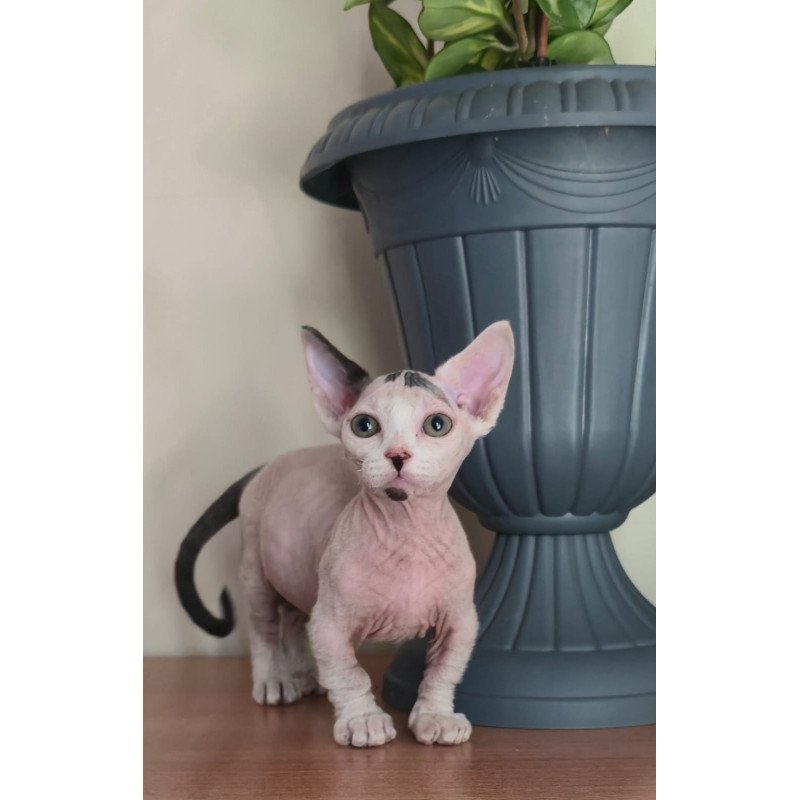 Minskin NOV Agata