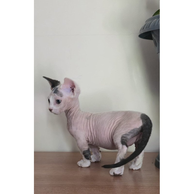 Minskin NOV Agata