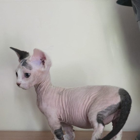 Minskin NOV Agata