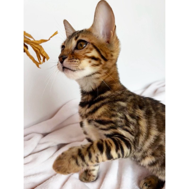 Bengal NOV Deizi