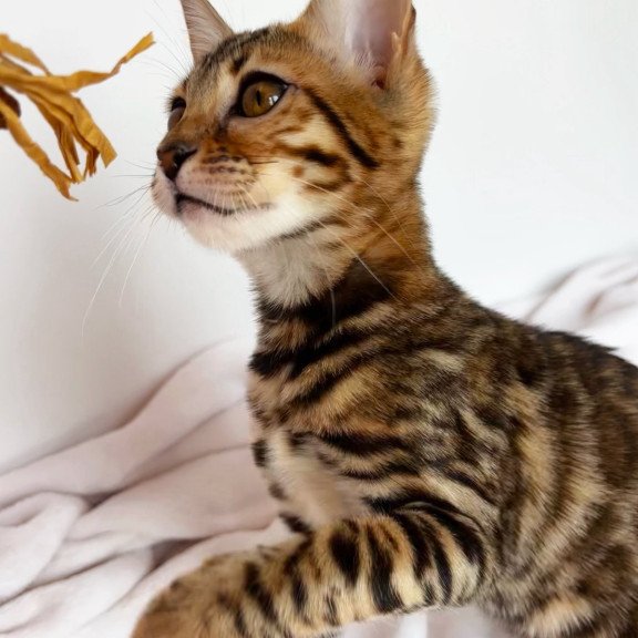 Bengal NOV Deizi