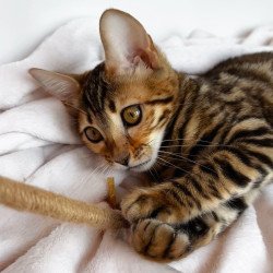 Bengal NOV Deizi