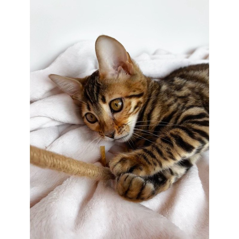 Bengal NOV Deizi