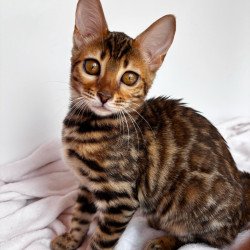 Bengal NOV Deizi