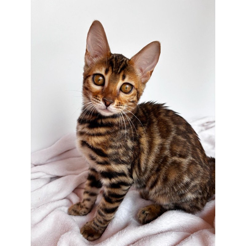 Bengal NOV Deizi