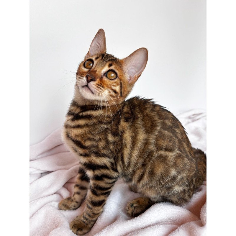 Bengal NOV Deizi