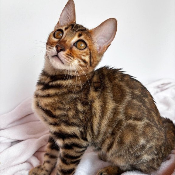 Bengal NOV Deizi