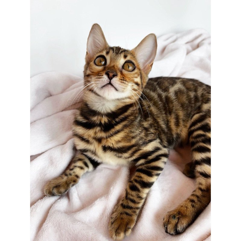 Bengal NOV Deizi