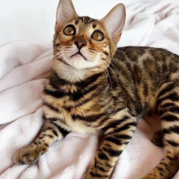 Bengal NOV Deizi