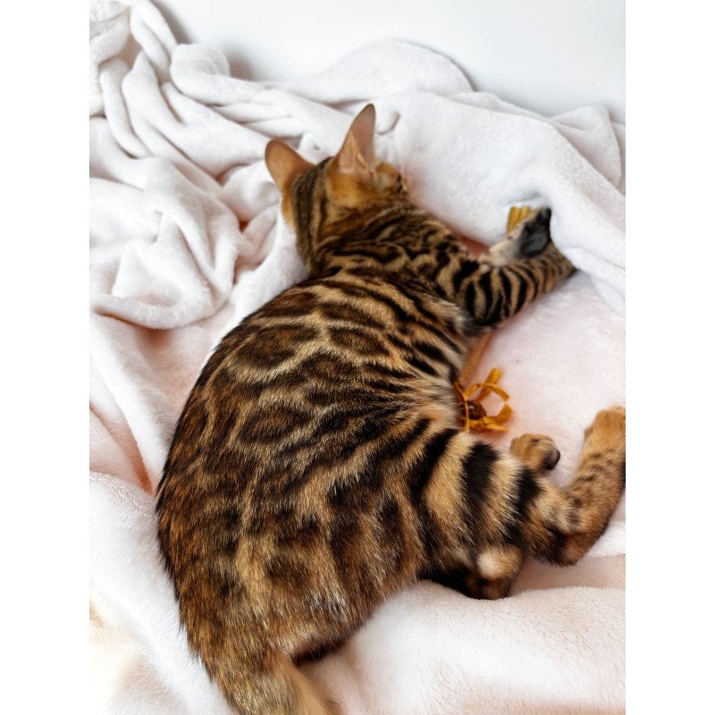 Bengal NOV Deizi
