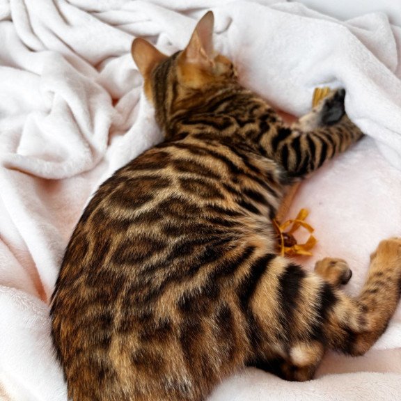 Bengal NOV Deizi