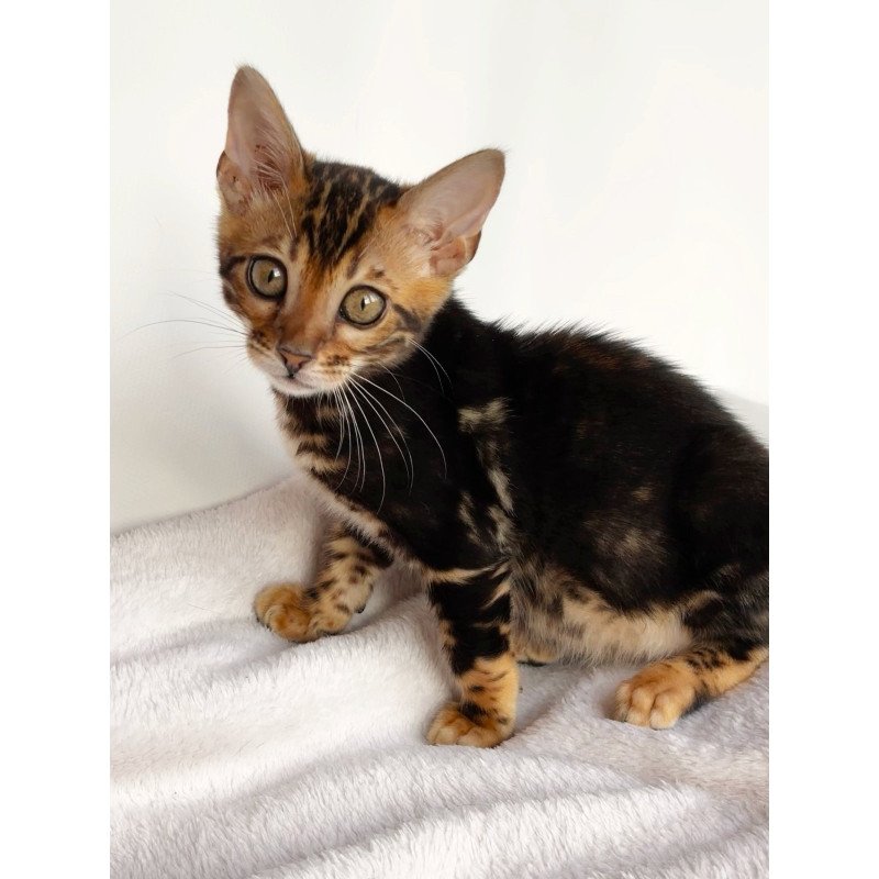 Bengal NOV Drakula