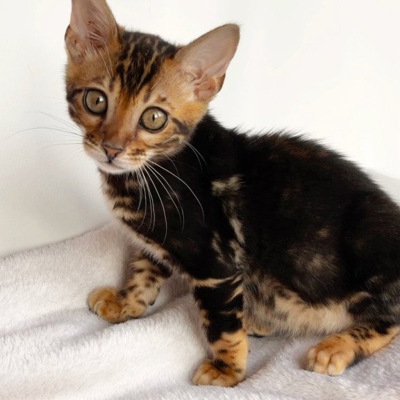 Bengal NOV Drakula