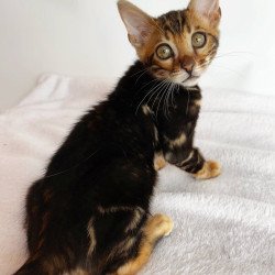 Bengal NOV Drakula