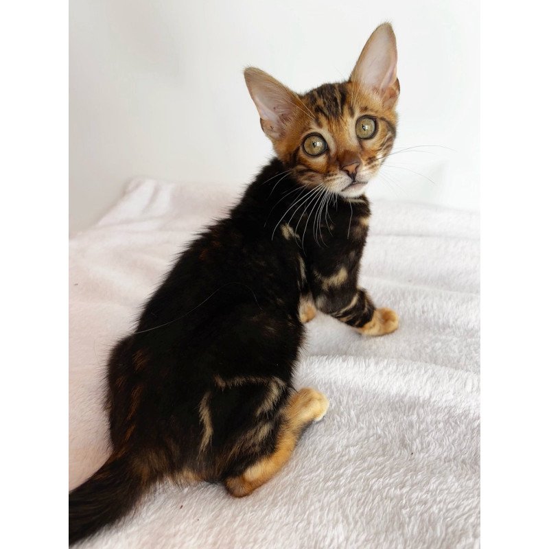 Bengal NOV Drakula