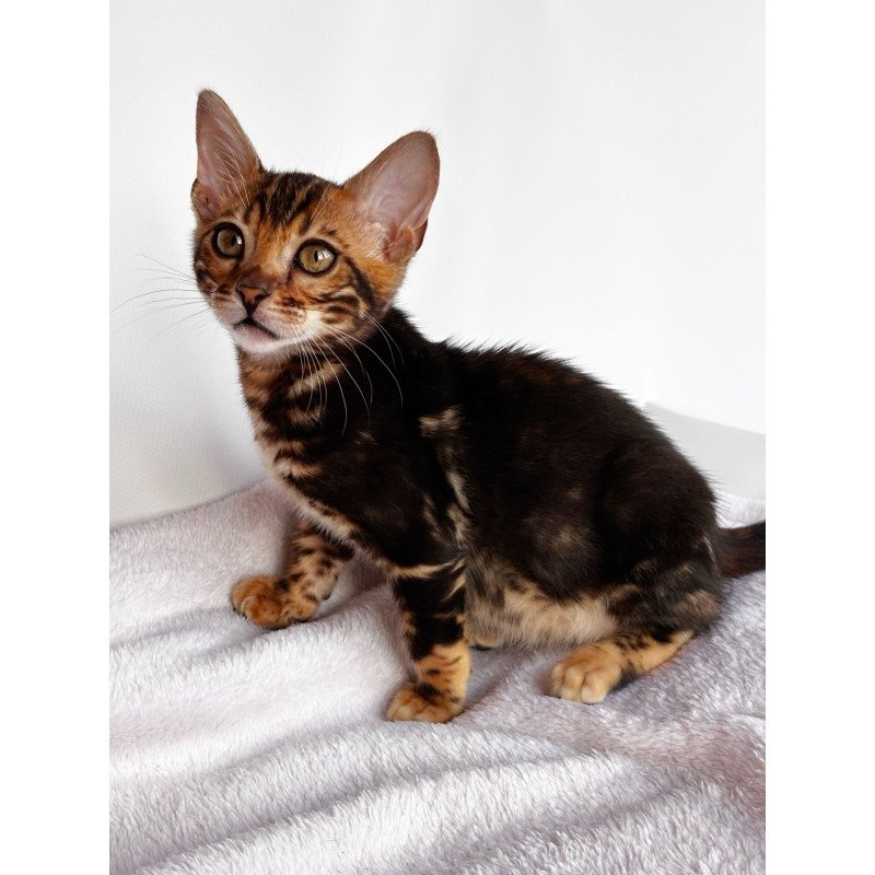 Bengal NOV Drakula