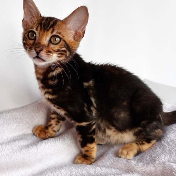 Bengal NOV Drakula