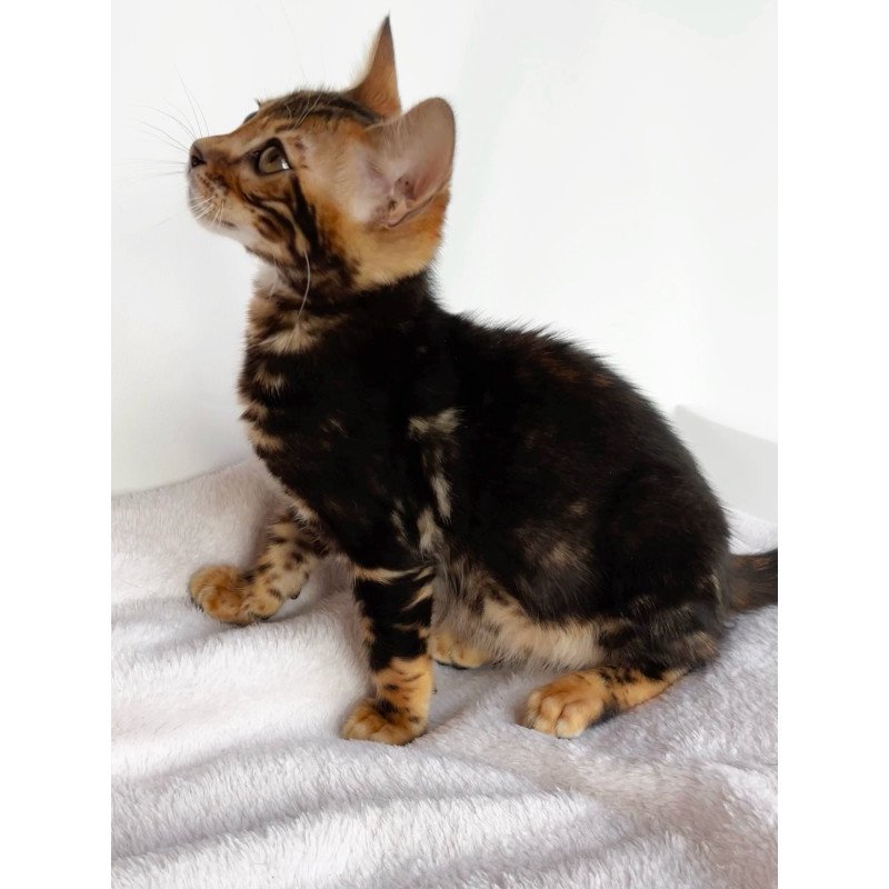 Bengal NOV Drakula