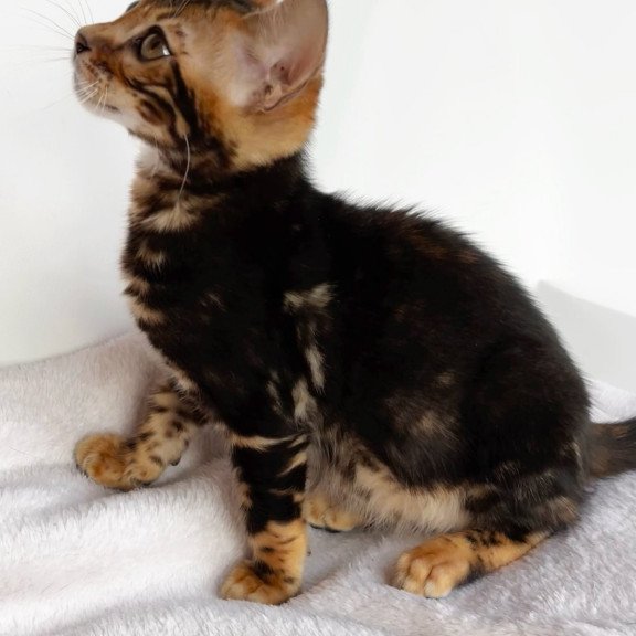 Bengal NOV Drakula